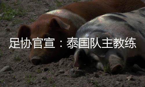 足协官宣:泰国队主教练被解雇 下课原因始末及接替者